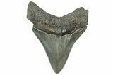 Serrated, Fossil Megalodon Tooth - South Carolina #326396-1